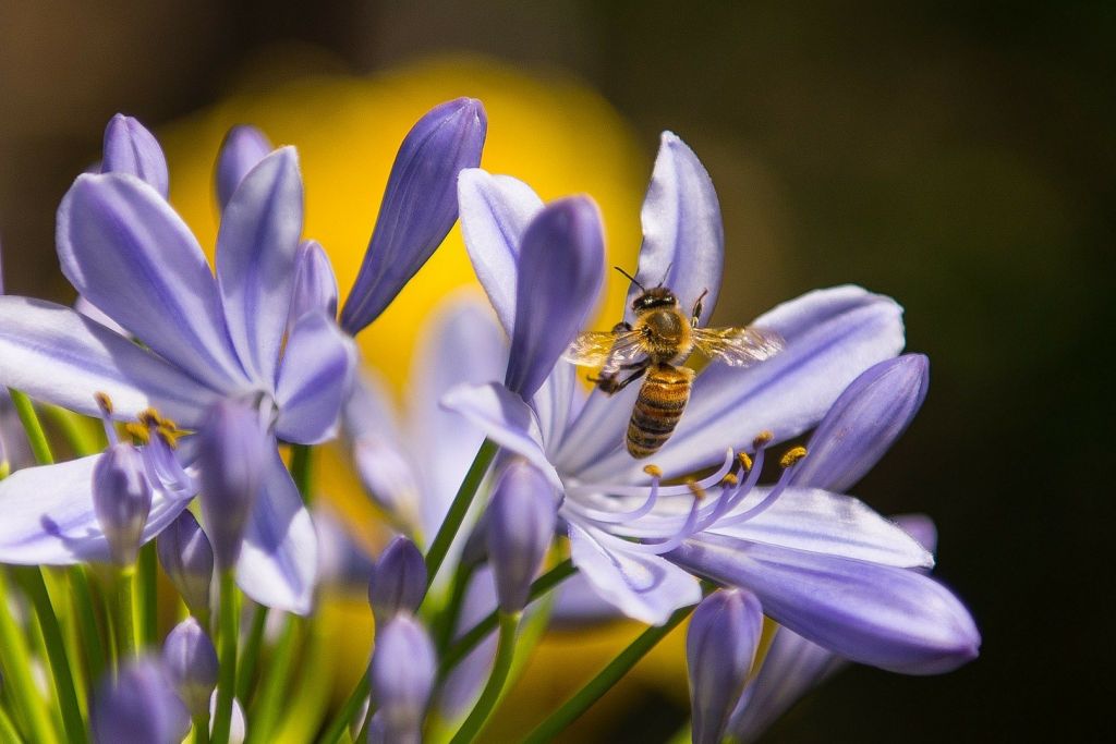 Bee 173322 1920