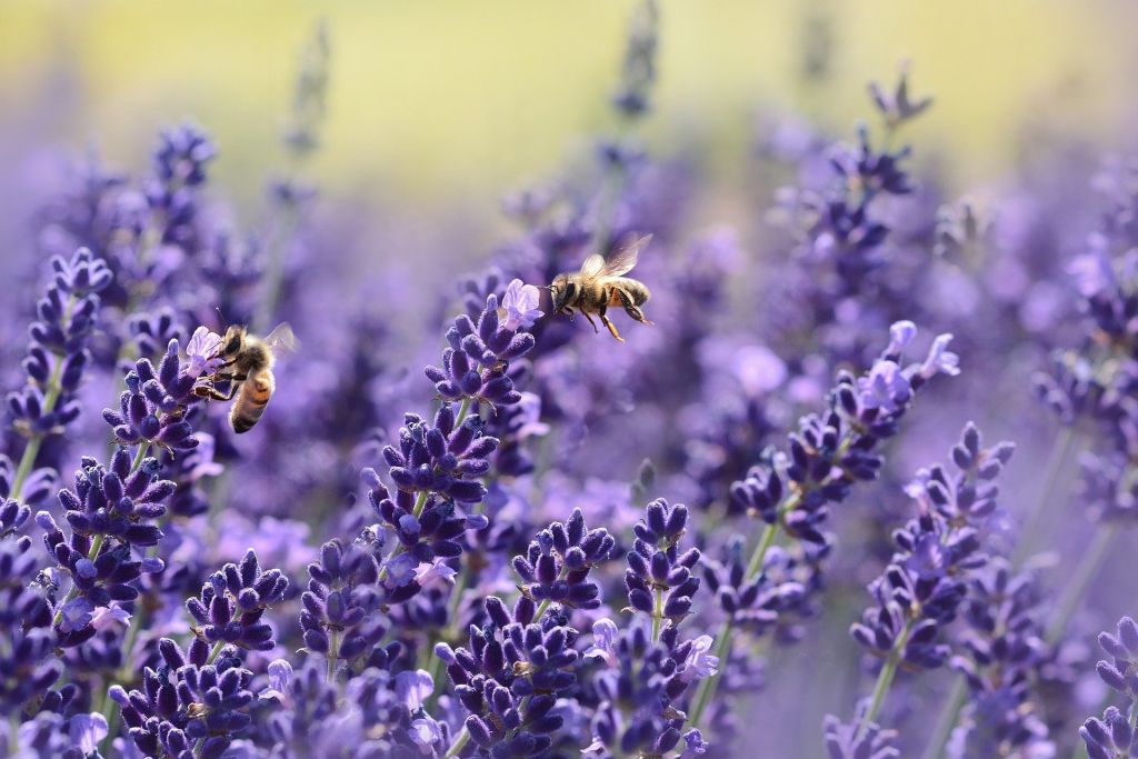 Lavender 1537694 1920